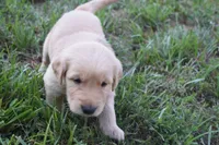 Piper, a female Golden Retriever for sale in Roanoke, VA – 3 of 7
