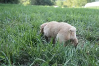 Willow, a female Golden Retriever for sale in Roanoke, VA – 2 of 7