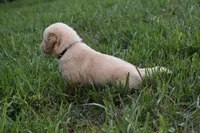 Scout, a male Golden Retriever for sale in Roanoke, VA – 5 of 10