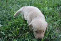 Chance, a male Golden Retriever for sale in Roanoke, VA – 7 of 10