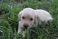 Casey, a female Golden Retriever for sale in Roanoke, VA – 5 of 7