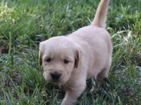 Goldie, a female Golden Retriever for sale in Roanoke, VA – 4 of 6