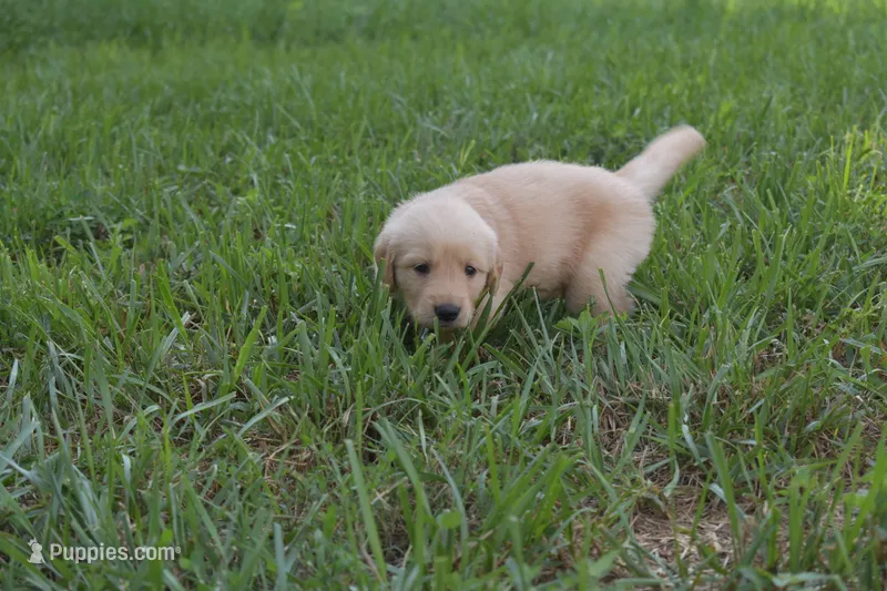 Scout – Golden Retriever puppy for sale in Roanoke, VA