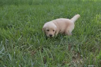 Scout, a male Golden Retriever for sale in Roanoke, VA – 1 of 10