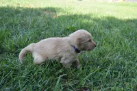 Chance, a male Golden Retriever for sale in Roanoke, VA – 2 of 10