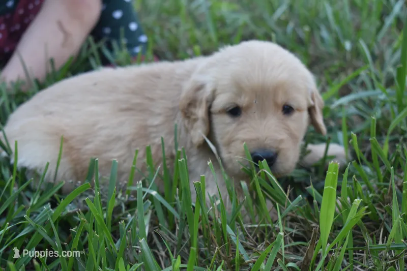 Chance – Golden Retriever puppy for sale in Roanoke, VA