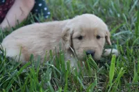 Chance, a male Golden Retriever for sale in Roanoke, VA – 1 of 10