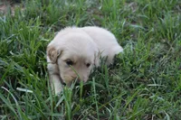 Casey, a female Golden Retriever for sale in Roanoke, VA – 2 of 7