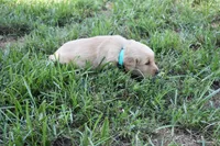 Piper, a female Golden Retriever for sale in Roanoke, VA – 2 of 7
