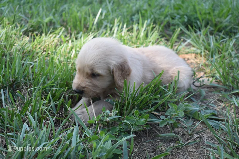 Red – Golden Retriever puppy for sale in Roanoke, VA