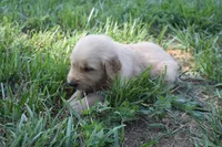 Red, a male Golden Retriever for sale in Roanoke, VA – 1 of 7