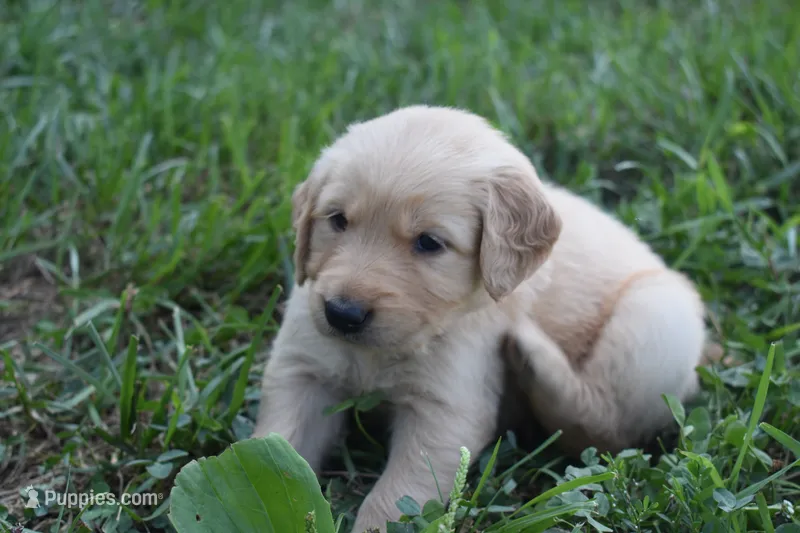 Willow – Golden Retriever puppy for sale in Roanoke, VA