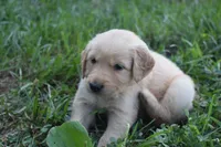 Willow, a female Golden Retriever for sale in Roanoke, VA – 1 of 7