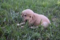 Chance, a male Golden Retriever for sale in Roanoke, VA – 6 of 10