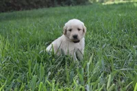Scout, a male Golden Retriever for sale in Roanoke, VA – 4 of 10