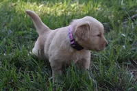 Goldie, a female Golden Retriever for sale in Roanoke, VA – 2 of 6