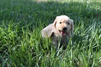 Asher, a male Golden Retriever for sale in Roanoke, VA – 4 of 7