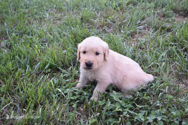 Asher – Golden Retriever puppy for sale in Roanoke, VA
