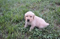 Asher, a male Golden Retriever for sale in Roanoke, VA – 1 of 7