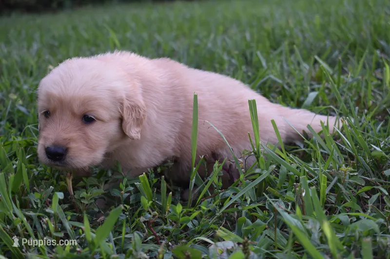 Lady – Golden Retriever puppy for sale in Roanoke, VA