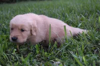 Lady, a female Golden Retriever for sale in Roanoke, VA – 1 of 6