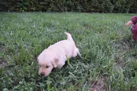 Asher, a male Golden Retriever for sale in Roanoke, VA – 5 of 7