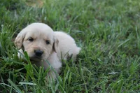 Casey, a female Golden Retriever for sale in Roanoke, VA – 3 of 7