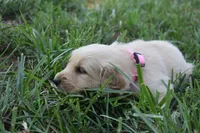 Casey, a female Golden Retriever for sale in Roanoke, VA – 4 of 7