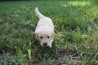Scout, a male Golden Retriever for sale in Roanoke, VA – 2 of 10