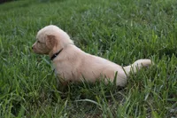 Scout, a male Golden Retriever for sale in Roanoke, VA – 8 of 10