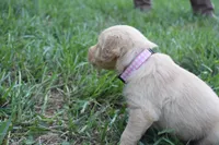 Willow, a female Golden Retriever for sale in Roanoke, VA – 5 of 7