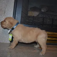 Misty, a male Golden Retriever for sale in Roanoke, VA – Photo 4 of 7