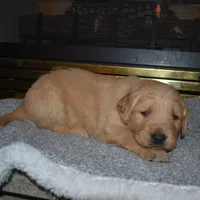 Misty, a male Golden Retriever for sale in Roanoke, VA – Photo 3 of 7