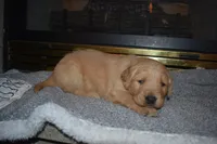 Misty, a male Golden Retriever for sale in Roanoke, VA – Photo 3 of 7