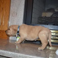 Misty, a male Golden Retriever for sale in Roanoke, VA – Photo 2 of 7