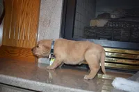 Misty, a male Golden Retriever for sale in Roanoke, VA – Photo 2 of 7