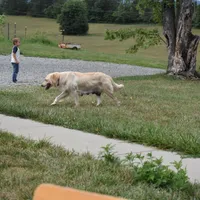 Misty, a male Golden Retriever for sale in Roanoke, VA – Photo 7 of 7