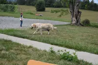Misty, a male Golden Retriever for sale in Roanoke, VA – Photo 7 of 7