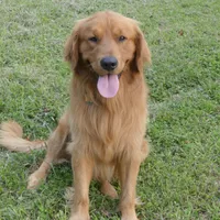 Misty, a male Golden Retriever for sale in Roanoke, VA – Photo 6 of 7