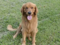 Misty, a male Golden Retriever for sale in Roanoke, VA – Photo 6 of 7