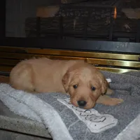 Misty, a male Golden Retriever for sale in Roanoke, VA – Photo 1 of 7