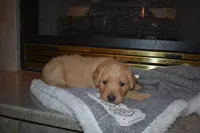 Misty, a male Golden Retriever for sale in Roanoke, VA – Photo 1 of 7