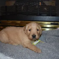 Misty, a male Golden Retriever for sale in Roanoke, VA – Photo 5 of 7