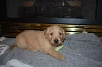 Misty, a male Golden Retriever for sale in Roanoke, VA – Photo 5 of 7