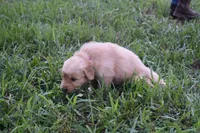 Lady, a female Golden Retriever for sale in Roanoke, VA – 4 of 6