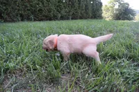 Asher, a male Golden Retriever for sale in Roanoke, VA – 3 of 7