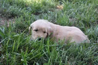 Piper, a female Golden Retriever for sale in Roanoke, VA – 5 of 7