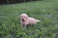 Lady, a female Golden Retriever for sale in Roanoke, VA – 2 of 6