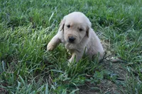 Red, a male Golden Retriever for sale in Roanoke, VA – 2 of 7