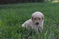 Scout, a male Golden Retriever for sale in Roanoke, VA – 3 of 10